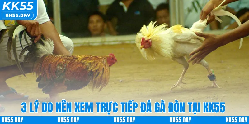 Xem Trực Tiếp Đá Gà Đòn Full HD Sắc Nét Ngay Tại KK55 2 3 lý do nên xem trực tiếp đá gà đòn tại KK55