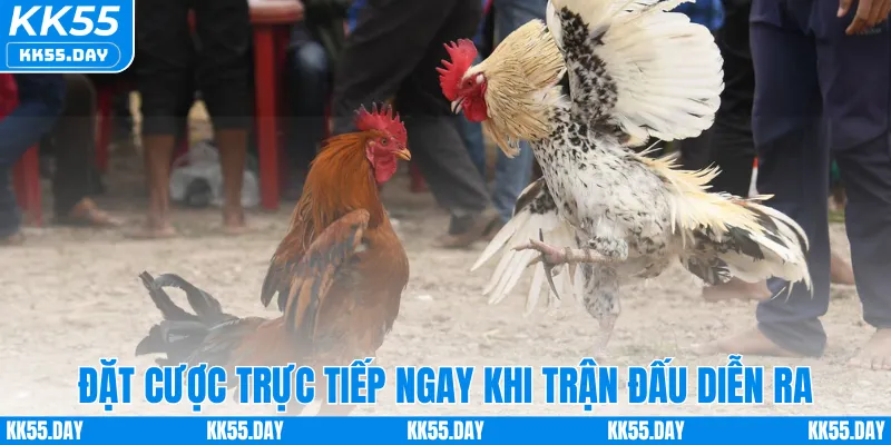 Xem Trực Tiếp Đá Gà Đòn Full HD Sắc Nét Ngay Tại KK55 4 Đặt cược trực tiếp ngay khi trận đấu diễn ra