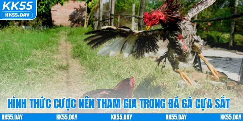 Luật Chơi Đá Gà Cựa Sắt Chi Tiết Và Cách Cược Dễ Hiểu 5 Hình thức cược nên tham gia trong đá gà cựa sắt