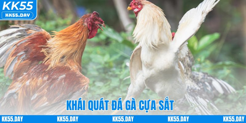 Luật Chơi Đá Gà Cựa Sắt Chi Tiết Và Cách Cược Dễ Hiểu 2 Khái quát đá gà cựa sắt