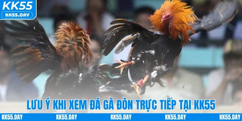 Xem Trực Tiếp Đá Gà Đòn Full HD Sắc Nét Ngay Tại KK55 5 Lưu ý khi xem đá gà đòn trực tiếp tại KK55