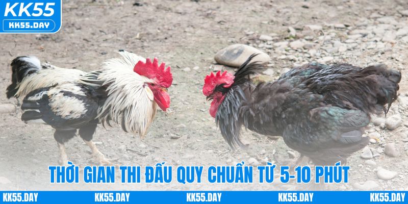 Luật Chơi Đá Gà Cựa Sắt Chi Tiết Và Cách Cược Dễ Hiểu 3 Thời gian thi đấu thường trong khoảng từ 5-10 phút