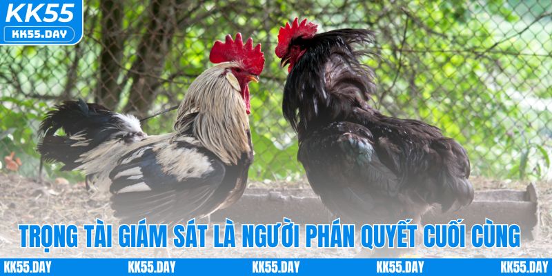 Luật Chơi Đá Gà Cựa Sắt Chi Tiết Và Cách Cược Dễ Hiểu 4 Trọng tài giám sát là người phán quyết cuối cùng